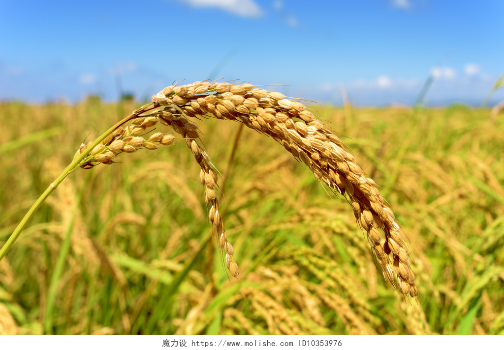 稻田水稻植株的特写埃布罗三角洲，在西班牙加泰罗尼亚稻田